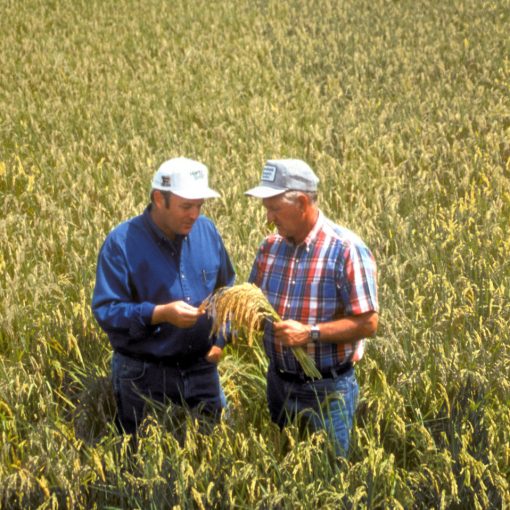 Should You Develop Your New Crop Alone?