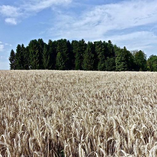 Marketing Considerations When Developing a New Crop