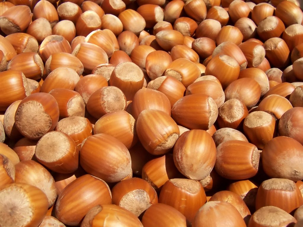 The Very Profitable Business of Hazelnut Farming