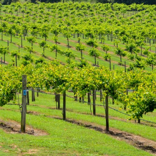 How to Assess the Suitability of a Crop for an Area