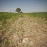 Is Salt in My Water Affecting My Farm's Productivity